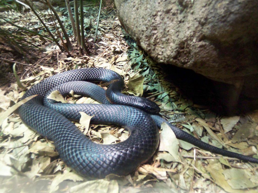 Les 7 animaux les plus dangereux en Thaïlande