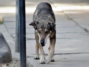 Les 7 Animaux Les Plus Dangereux En Thaïlande