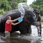 bain final camp elephants