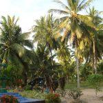 jardin cocos