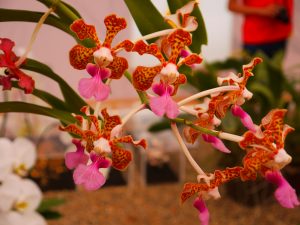 jardin orchidée reine thailande