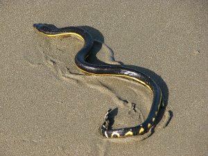 serpent mer thailande