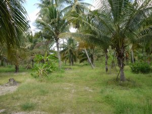 champ de cocotiers