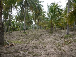 jardin de cocos
